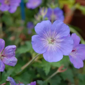 Geranium Rozanne 6 Bare Root Plants