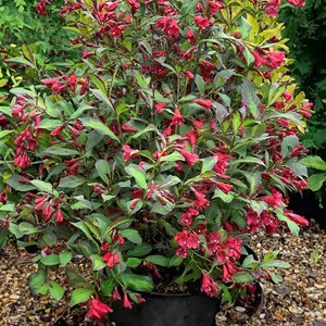 Weigela Camouflage - Multicoloured Foliage, Red Flowers, Hardy Shrub (15-25cm Height Including Pot)