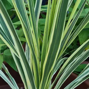 Cordyline Lime Passion Pair of Established Plants in 17cm Pots