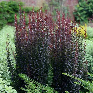 Atropurpurea Helmond Pillar Barberry Shrub Plant Berberis Thunbergii 2L Pot