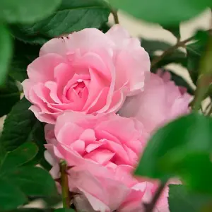 Rose (Rosa) Pink Standard (40cm) 1 Bare Root