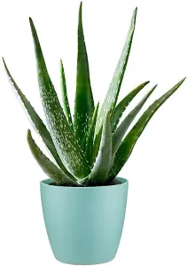 Aloe Vera Plant - Large Plant Around 30-40cm - Includes Mint Pot