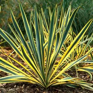 Yucca Bright Edge Garden Plant - Striking Foliage, Compact Size (20-30cm Height Including Pot)