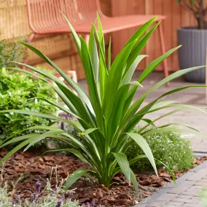 Cordyline Atlantic Green - Evergreen Shrub, Sword-Like Leaves, Hardy, White Flowers (25-35cm Height Including Pot)