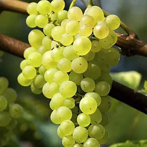 White Grape Vine -  Vitis Grape Plant Phoenix - High Yielding Fruit Plant - Dessert Grape For Juicing or Wine