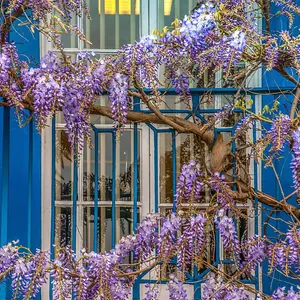 1 x Chinese Wisteria Sinensis Prolific in 2L Pot - Scented Climbing Shrub - Blue Violet Flowers - Ideal for Walls and Trellises