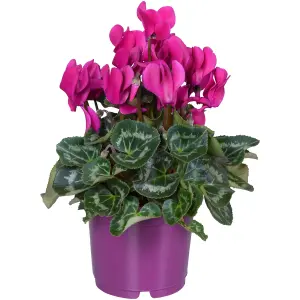 Cyclamen 'Purple' - Richly Colored Blooms for Winter Cheer, Compact and Perfect for Indoors (12cm)