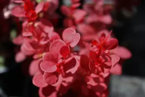 1 x Berberis thunbergii Orange Rocket in A 9cm Pot - Amazing for Hedging