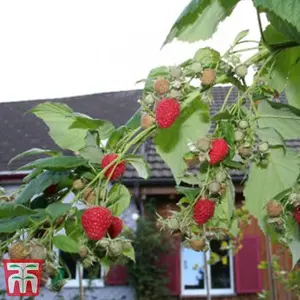 Raspberry Summer Lovers Late 9cm Pot x 3