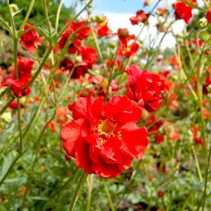 Nurserymans Choice Perennial 1 Litre Potted Plant x 8