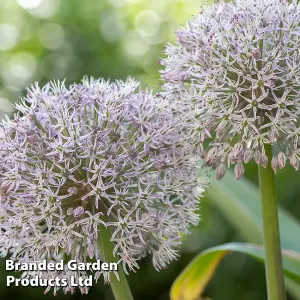 Allium Collection 105 - Flowering Bulbs