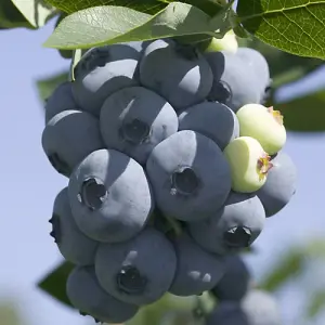 You Garden - 3 x Blueberry Bushes in 9cm Pots - 3 Varieties 'Hanover' 'Blueray' 'Ozark Blue' Superfruit Blueberry Plants