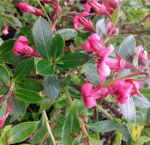 Escallonia Macrantha Rubra Plant Stunning Flowering Evergreen Shrub