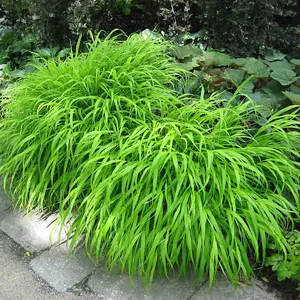 Hakonechloa All Gold - Golden-Yellow Foliage, Hardy Shrub, Low Maintenance (20-30cm Height Including Pot)