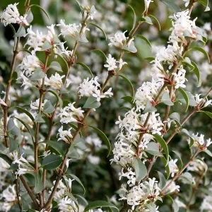 Osmanthus Shrub Plant Osmanthus x Burkwoodii 10L Pot 60cm - 100cm