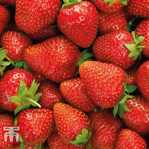 Fruit Strawberry (Fragaria) Elsanta Peat Free 9cm Potted Plant x 1