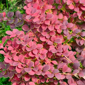 Berberis Coral - Compact Shrub, Coral-Red Foliage (20-30cm Height Including Pot)