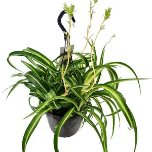 House Plant - Curly Spider Plant - Bonnie - 15 cm (Free Pot Hanger) Pot size - 20-30 cm Tall - Chlorophytum Comosum - Indoor Plant