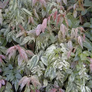 Leucothoe Rainbow Garden Plant - Colourful Foliage, Compact Size (20-30cm Height Including Pot)