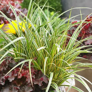 Everglow Sedge Grass Carex Morrowii Boott Outdoor Ornamental Plant 2L Pot