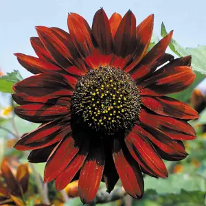 Sunflower Ruby Sunset 1 Seed Packet (20 Seeds)