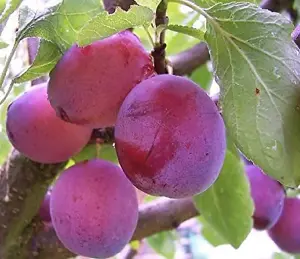 Opal Plum Fruit Tree 4-5ft Self Fertile Juicy Tasty & Sweet