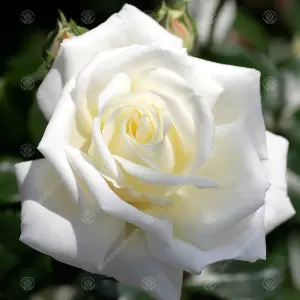 Happy New Home White Rose - Outdoor Plant, Ideal for Gardens, Compact Size