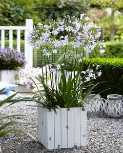 Agapanthus 'Twister' (African Lily) in 9cm Pot - Lovely Two Toned Flowers