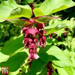 Leycesteria Formosa Purple Rain 3.6 Litre Potted Plant x 1