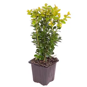 Box Hedging Plant Buxus sempervirens in 9cm Pots 15-20cm Tall Ready to Plant x 50