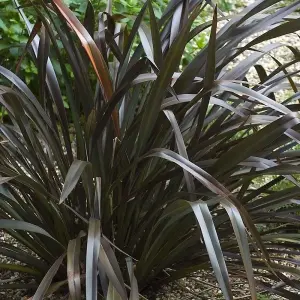 Phormium Platts Black Garden Plant - Striking Dark Foliage, Compact Size, Hardy (15-30cm Height Including Pot)