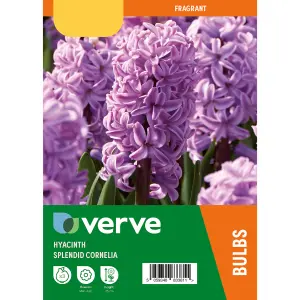 Hyacinth Splendid Cornelia 3 Flower bulbs