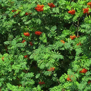 Hedge Mountain Ash (Rowan) (Sorbus aucuparia) 1 Bare Root Plant