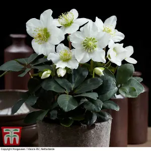 Helleborus Christmas Carol 12cm Potted  Plant x 1