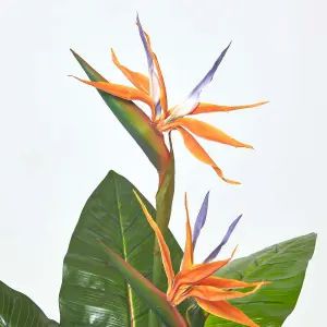 Homescapes Bird of Paradise Plant in Pot, 120 cm Tall