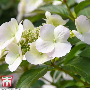 Hydrangea macrophylla Runaway Bride (13cm Potted Plant) 1 Litre Potted Plant x 2