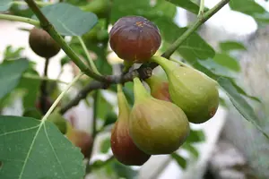 Large Fig Tree 'Brown Turkey' 20-30cm Tall in 2L Pot Ready to Fruit, Sweet Taste 3FATPIGS