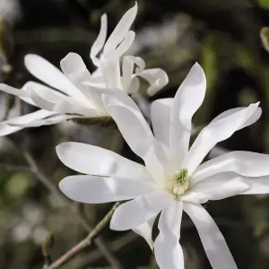 Magnolia Stellata 3 Litre Potted Plant x 1