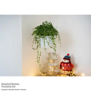 Gift Senecio Rowleyanus String of Pearls 14cm Pot x 1