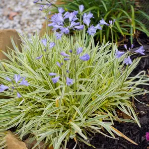 Agapanthus Golden Drop - Agapanthus africanus, Deciduous Perennial (10-20cm Height Including Pot)