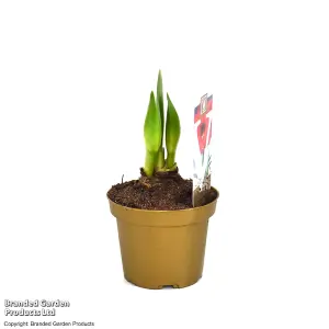 Gift Amaryllis hippeastrum Colibri Rascal 10cm Pot x 1