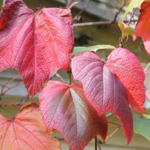 Vitis coignetiae Crimson Glory Grape Vine Burgundy VinePlant 60cm Cane 3L Pot