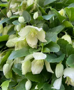 Clematis Cirrhosa Wisley Cream - Winter Flowering Climber In A 7cm Pot