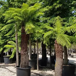 Dicksonia Antartica Tree Fern  Large Soft Outdoor Garden Tree  Rare Large Garden Plants  180cm Tall (6ft)