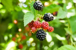 3 'Thornless' Blackberry Black Satin / Rubus Fruticosus / Thornfree Sweet & Juicy 3FATPIGS