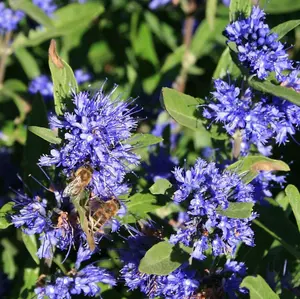 Caryopteris Clandonensis 'Kew Blue' In a 2 Litre Pot,Dark Blue Flowers 3FATPIGS