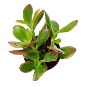 House Plant - Money Plant - Sunset - 12 cm Pot size - 20-30 cm Tall - Crassula Ovata - Indoor Plant