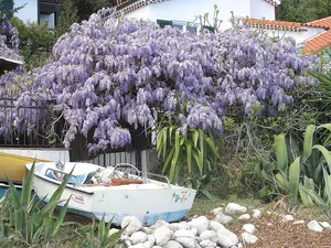 Wisteria sinensis / Chinese Wisteria in a 2L Pot, Fragrant Flowers 3FATPIGS