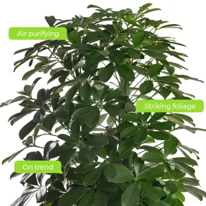 Schefflera Nora - Indoor House Plant for Home Office, Kitchen, Living Room - Potted Houseplant (40-50cm Height Including Pot)