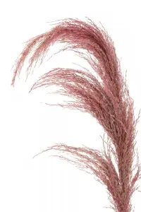 Fiori Pink Stem Pampas Grass Artificial Plant Foliage